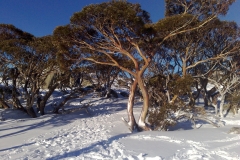 Jul-08-Snow-gum-Blue-Cow